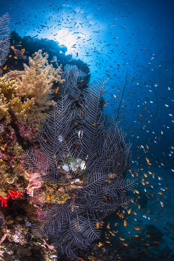 Fish Photograph - Hydra Plume by Barathieu Gabriel