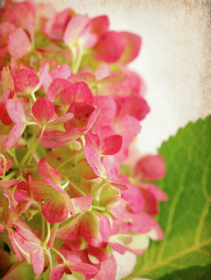 Nature Photograph - Hydrangea 5 by Jessica Rogers