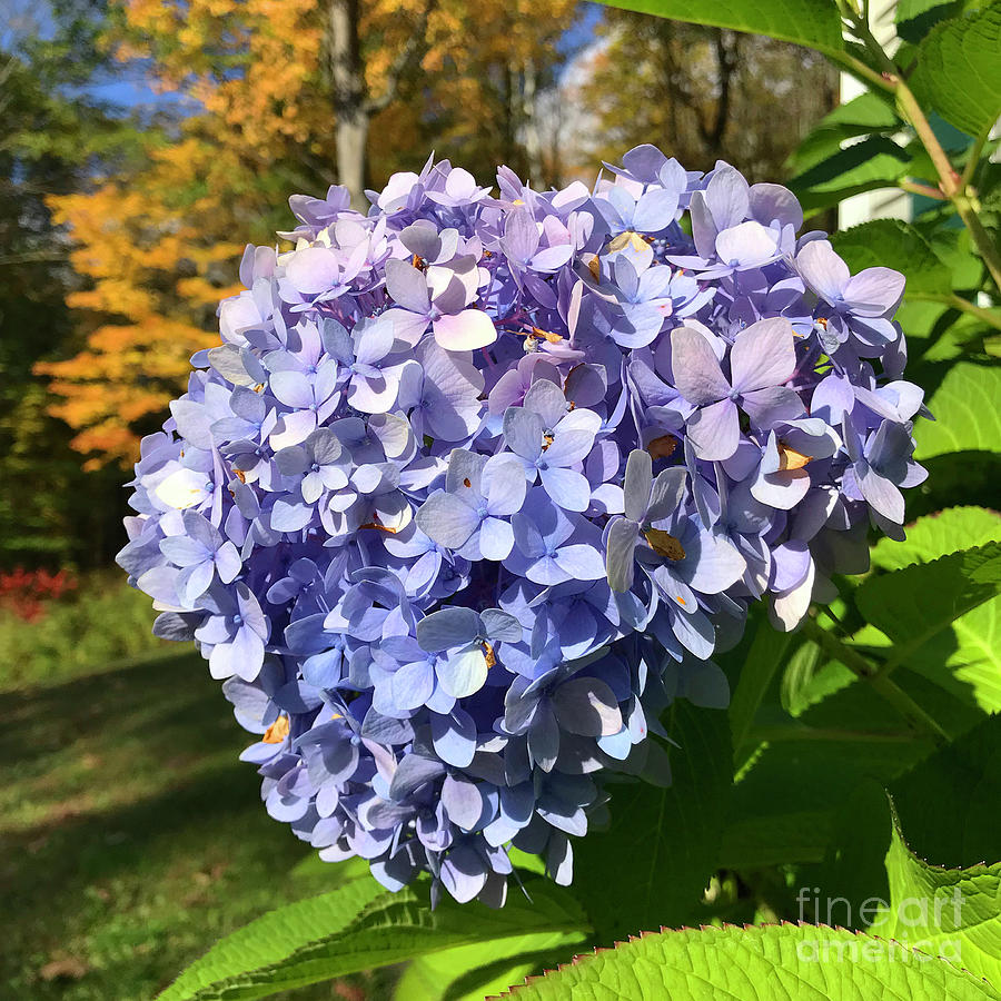 Hydrangea 7 Photograph by Amy E Fraser