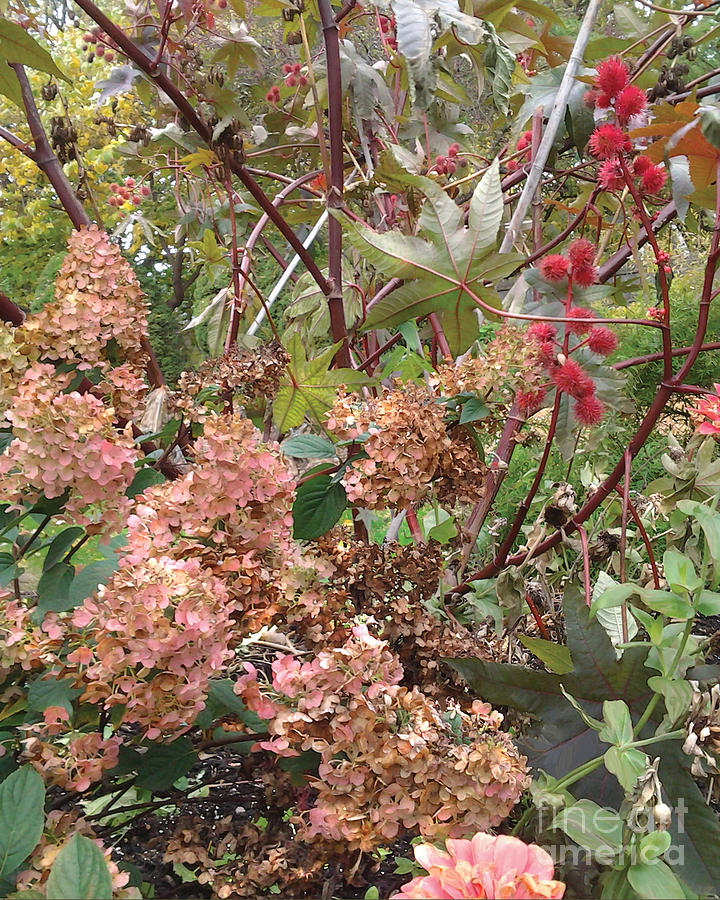Hydrangea and Castor Bean by CR Leyland Hydrangea and Castor Bean by CR Leyland