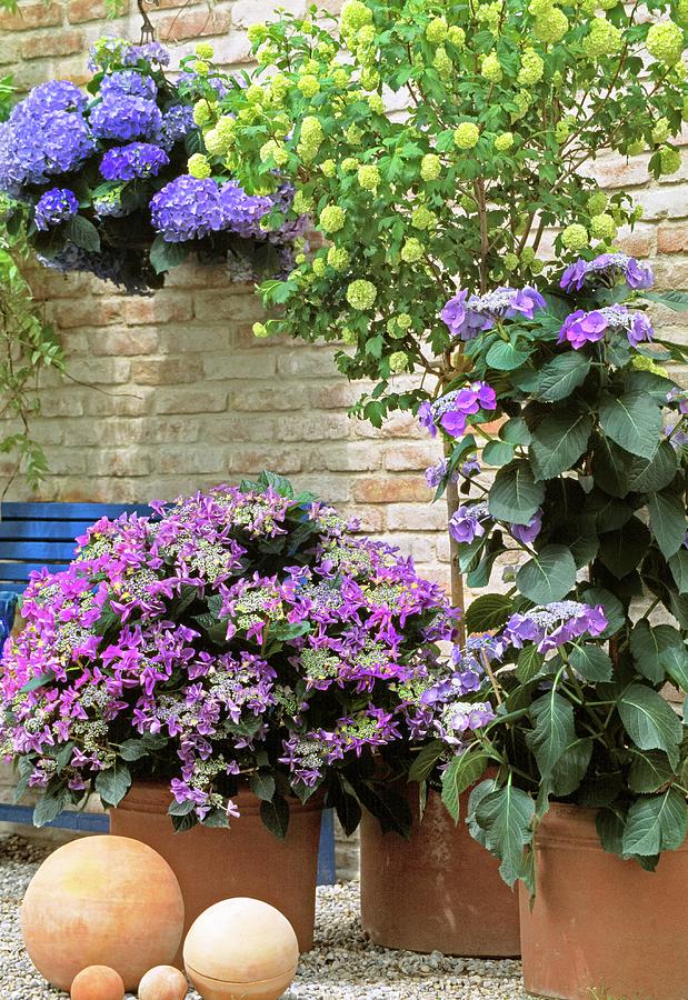 Hydrangea And Violas In Terracotta Planters On Terrace Photograph by Friedrich Strauss