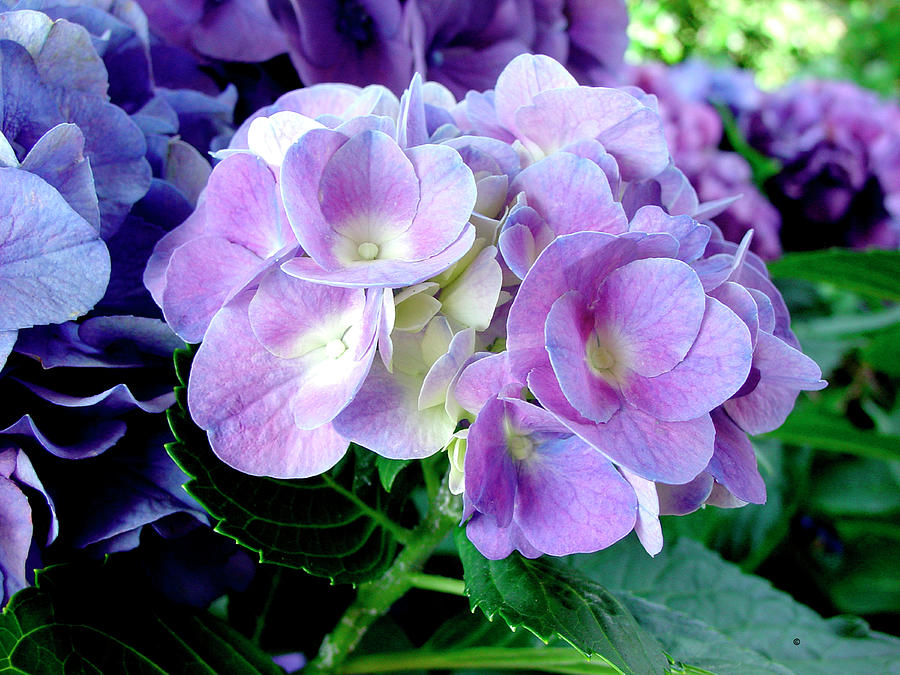 Nature Photograph - Hydrangea by Audrey
