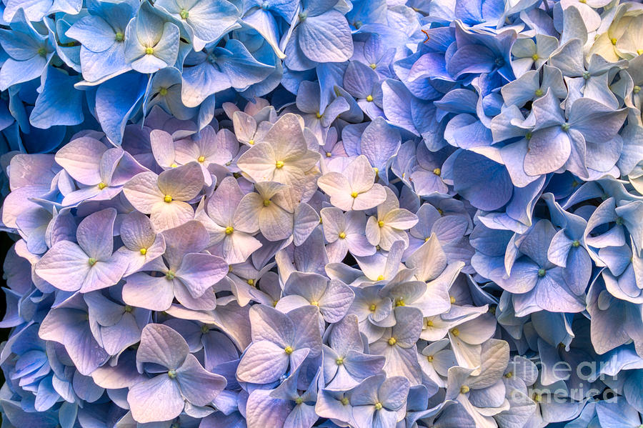 Hydrangea Bloom Photograph by Bruce Block Hydrangea Bloom Photograph by Bruce Block