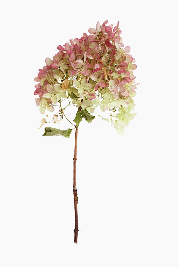 Hydrangea Blossom On A Stalk Photograph by Gross, Petr
