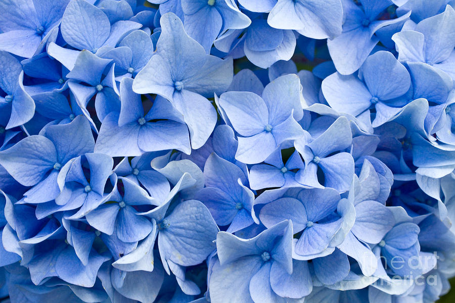 Delicate Photograph - Hydrangea by Dwph Delicate Photograph - Hydrangea by Dwph