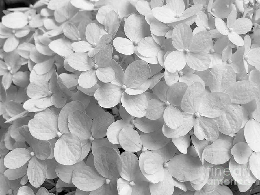 Hydrangea Flourish  Photograph by Carol Riddle