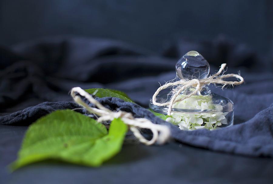 Hydrangea Flower Under Glass Cover Next To Green Leaf Photograph by Alicja Koll