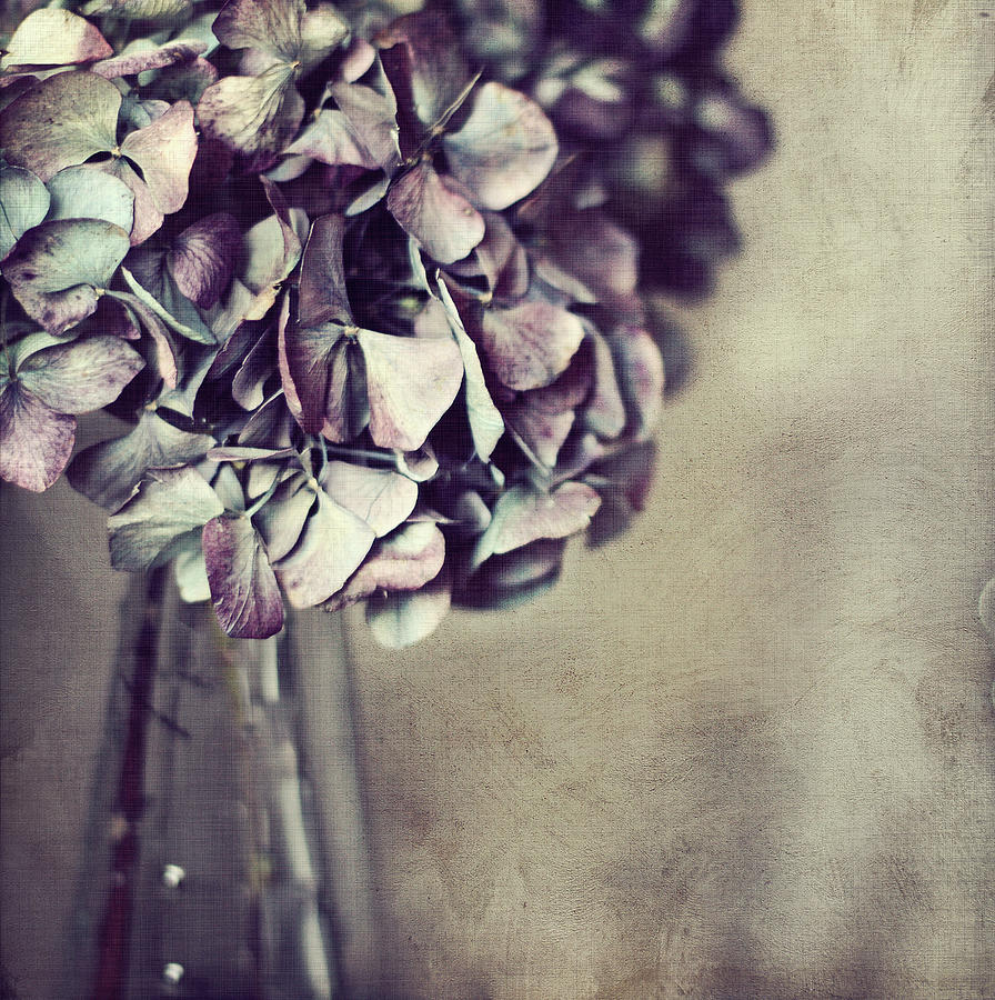 Hydrangea Flowers In Vase Photograph by Silvia Otten-nattkamp Photography
