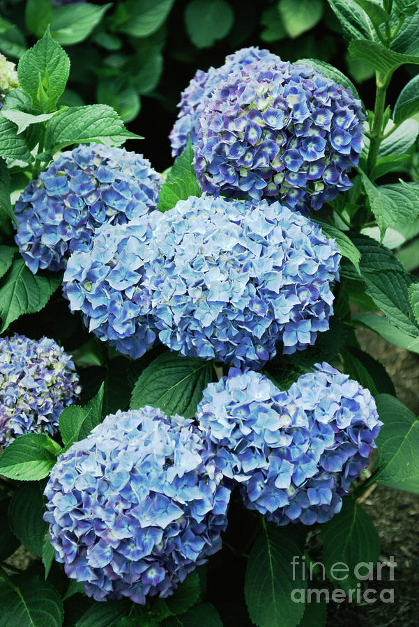 Hydrangea (hydrangea 'blue Bouquet') Photograph By Mike Comb Science 