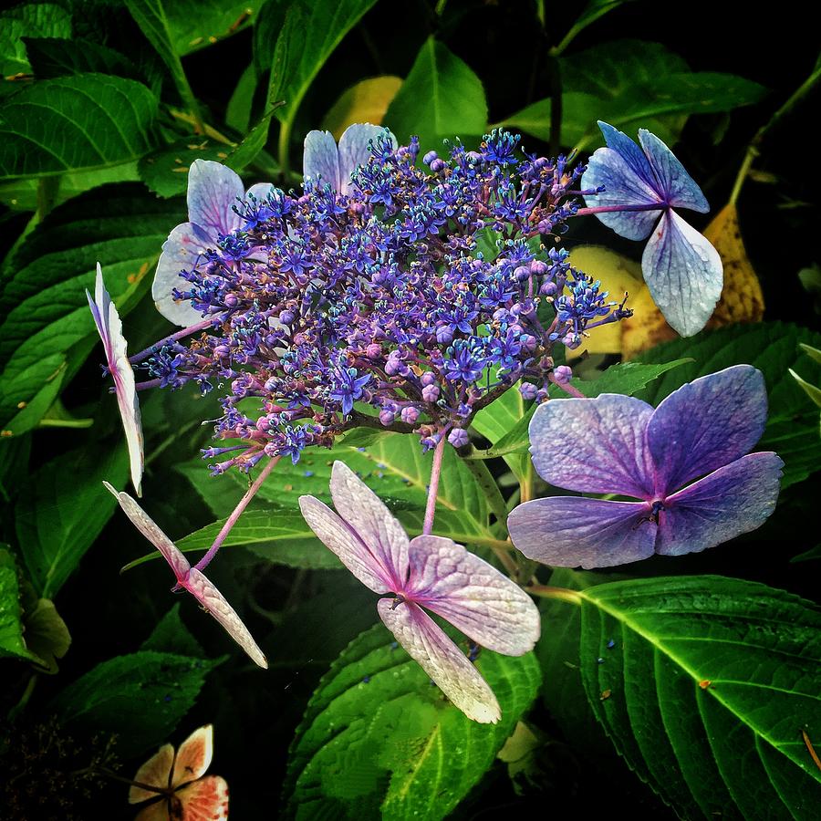 Hydrangea Robusta Photograph by Jerry Abbott