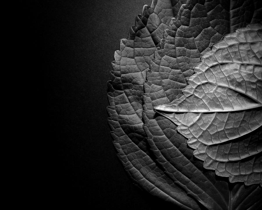 Hydrangea Leaves Photograph by Rose Ungvari | Fine Art America