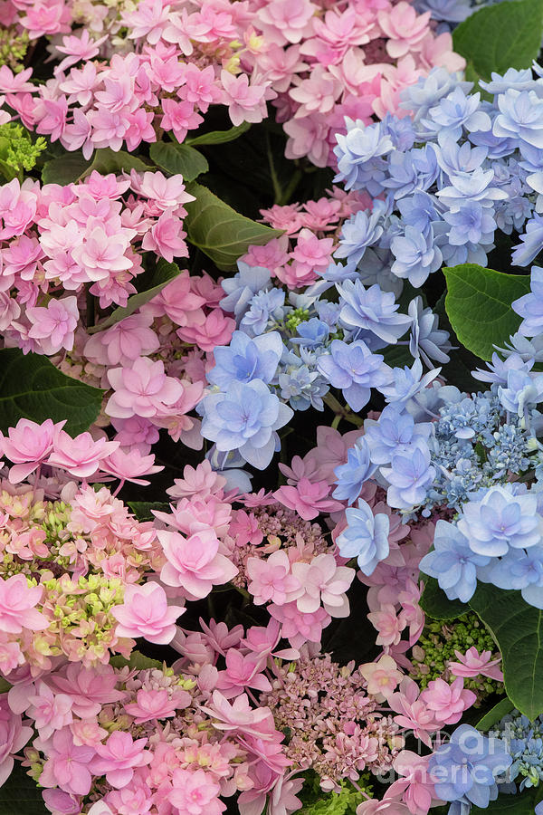 hydrangea macrophylla Romance Pink and Blue Flowers Photograph by Tim Gainey