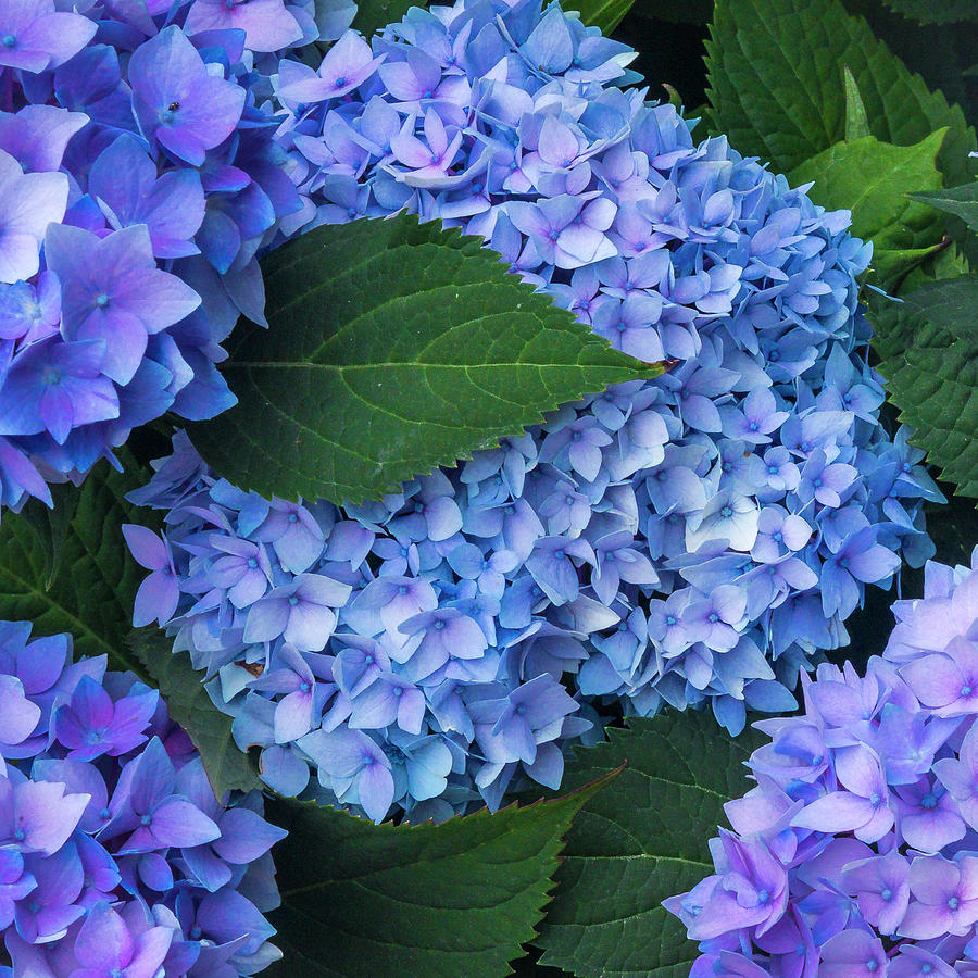 Hydrangea Photograph by Mark Mille