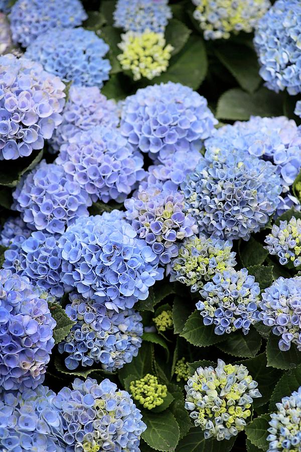 Hydrangea Of Variety 'magical Revolution Blue' Photograph by Alexandra ...