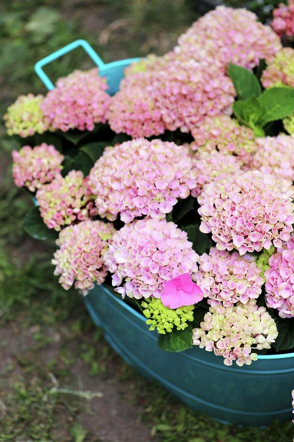 Hydrangea Of Variety magical Revolution Pink In Blue Metal Tub Photograph by Alexandra Panella