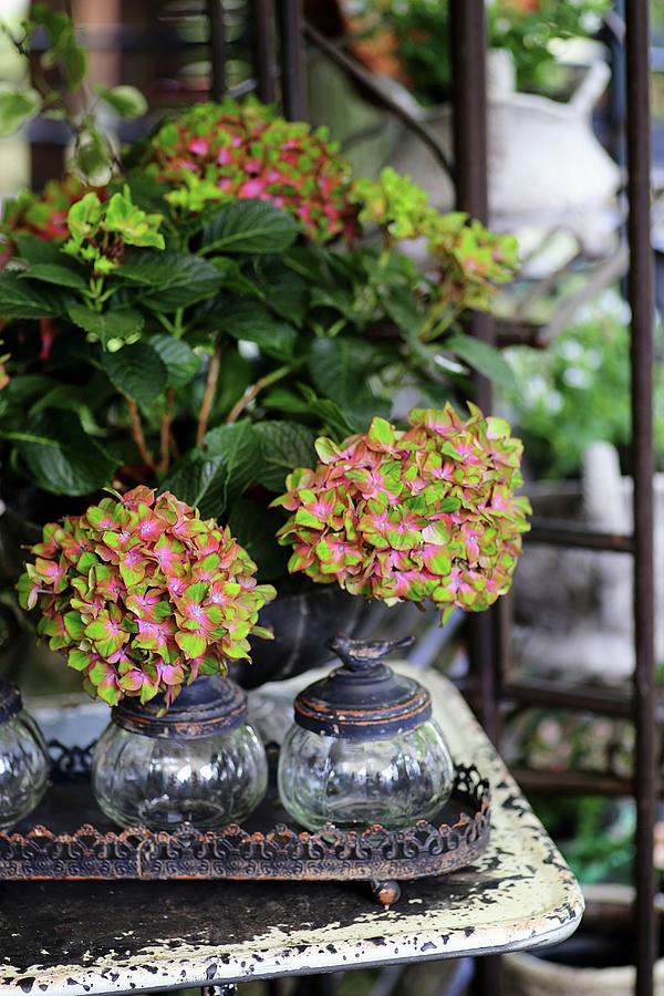 Hydrangea Of Variety schloss Wackerbarth On Vintage Table And Glass Jars On Metal Tray Photograph by Alexandra Panella