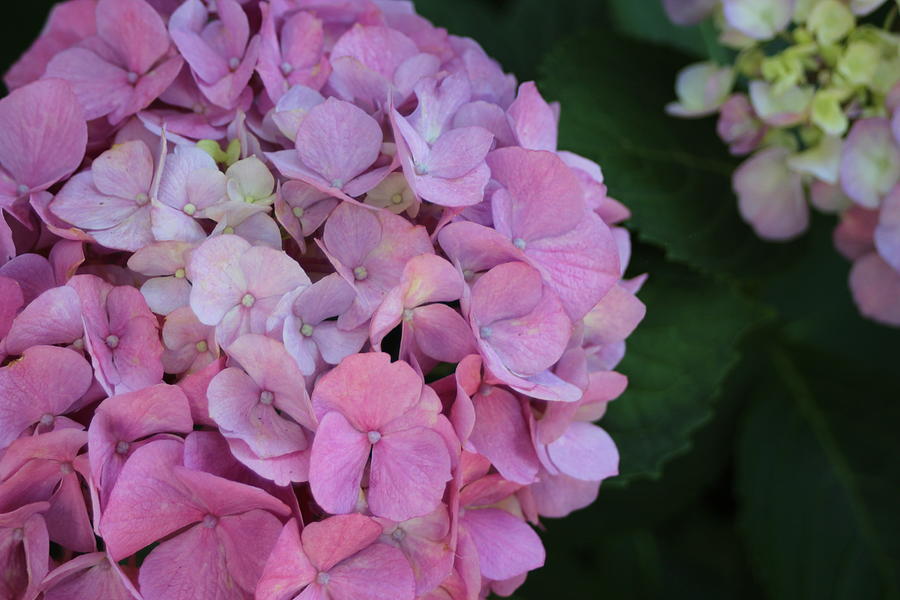 Hydrangea on Cape Cod Photograph by LJ Clifford Photography - Fine Art ...