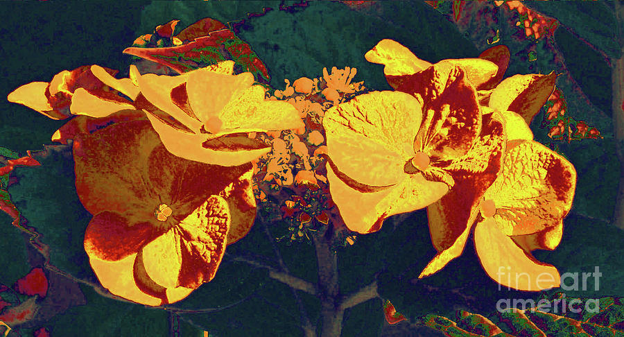 HydrangeaHydrangea Yellow Serrata by Cveti Dinkova HydrangeaHydrangea Yellow Serrata by Cveti Dinkova