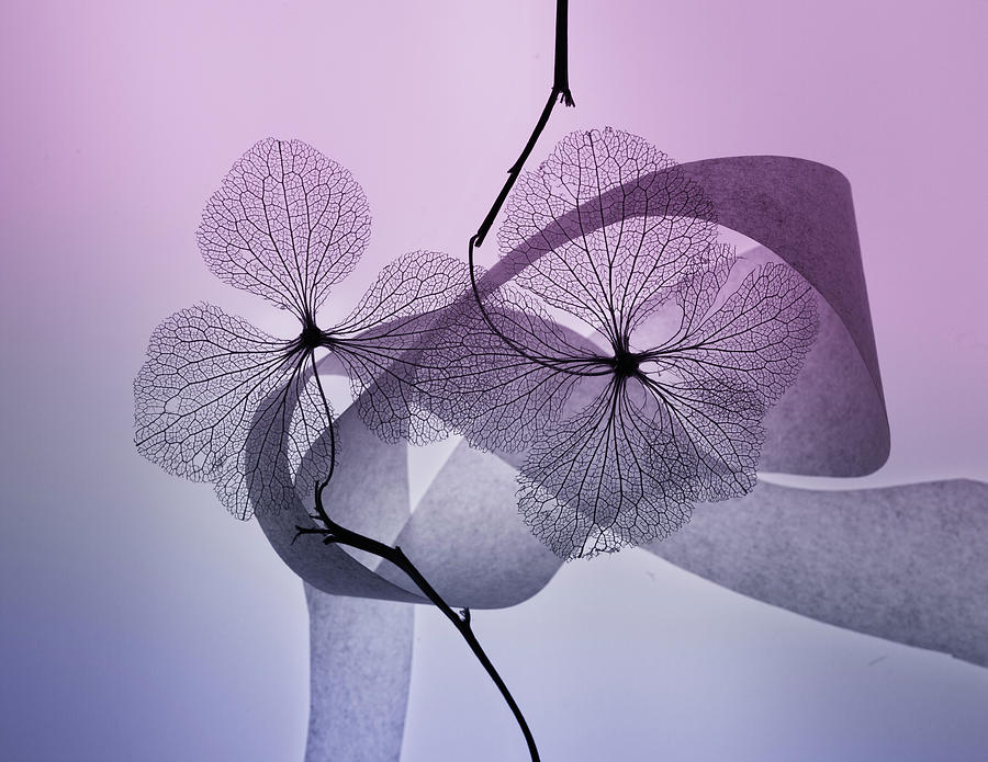 Abstract Photograph - Hydrangea by Shihya Kowatari