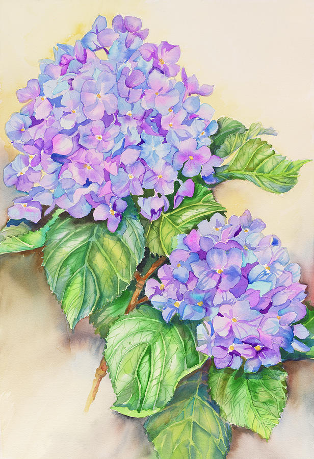 Flower Painting - Hydrangea Stem by Joanne Porter