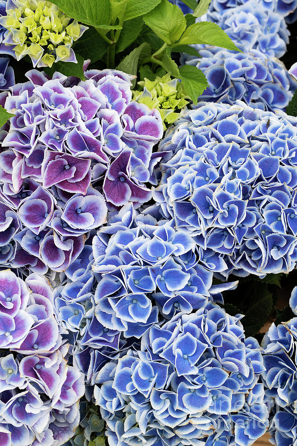 Hydrangea Tivoli Blue Flowers Photograph by Tim Gainey