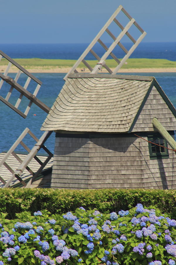 Hydrangeas And Windmill Chatham Photograph