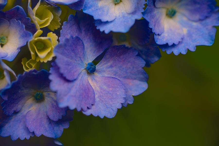 Hydrangeas Closeup Photograph by Bonnie Bruno