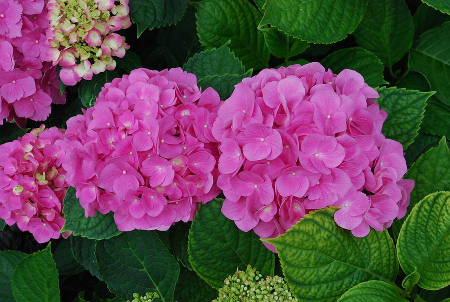 Pink Hydrangeas Photograph