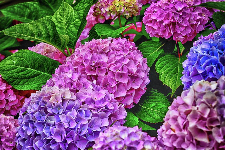 Hydrangeas In Purple And Blue Photograph by James DeFazio - Fine Art