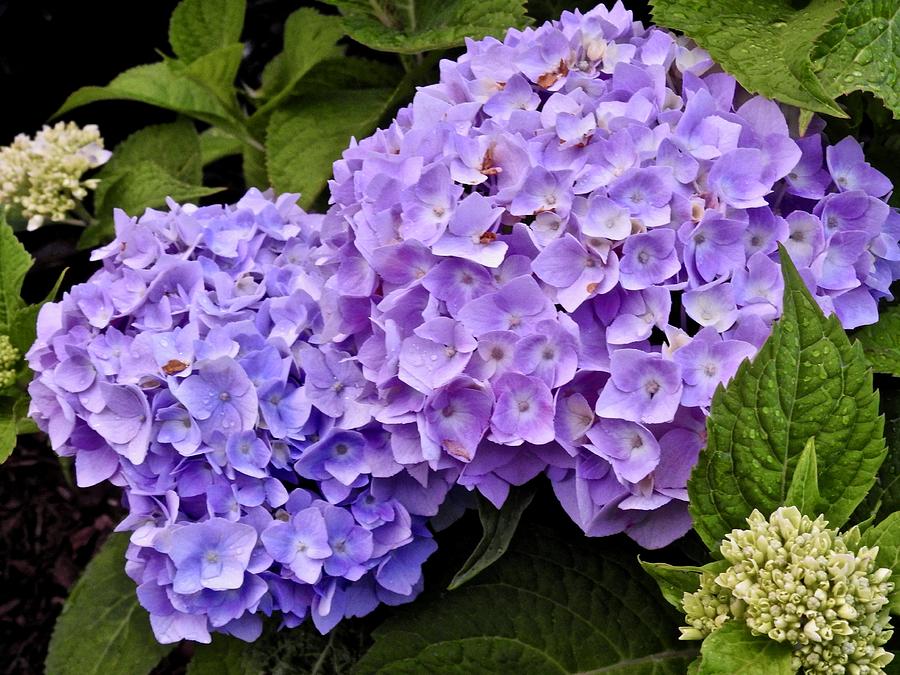 Hydrangeas Photograph by Kathy Chism