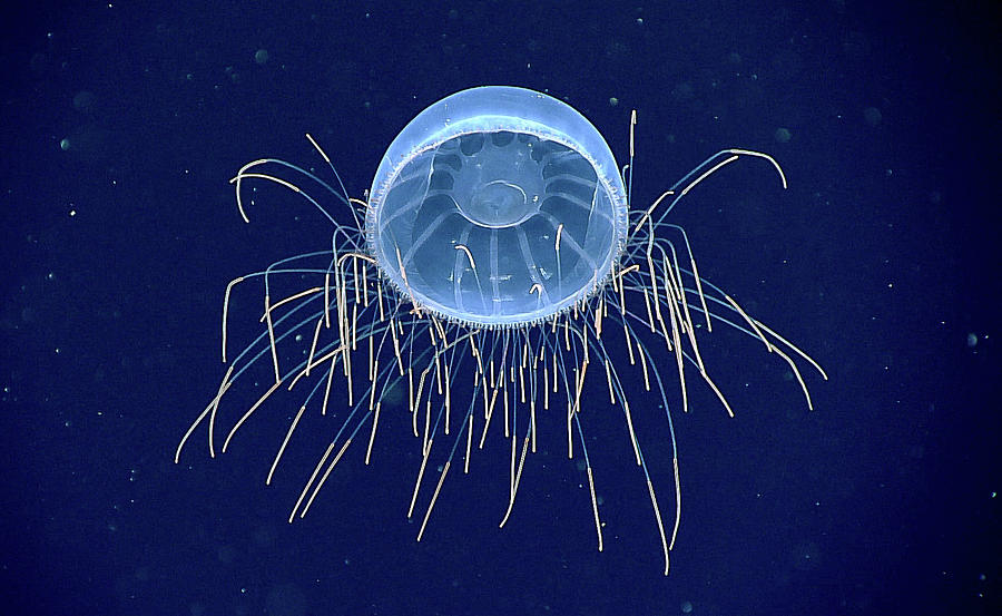 Hydromedusa Halicreatis Sp., Deep Sea Photograph by Science Source
