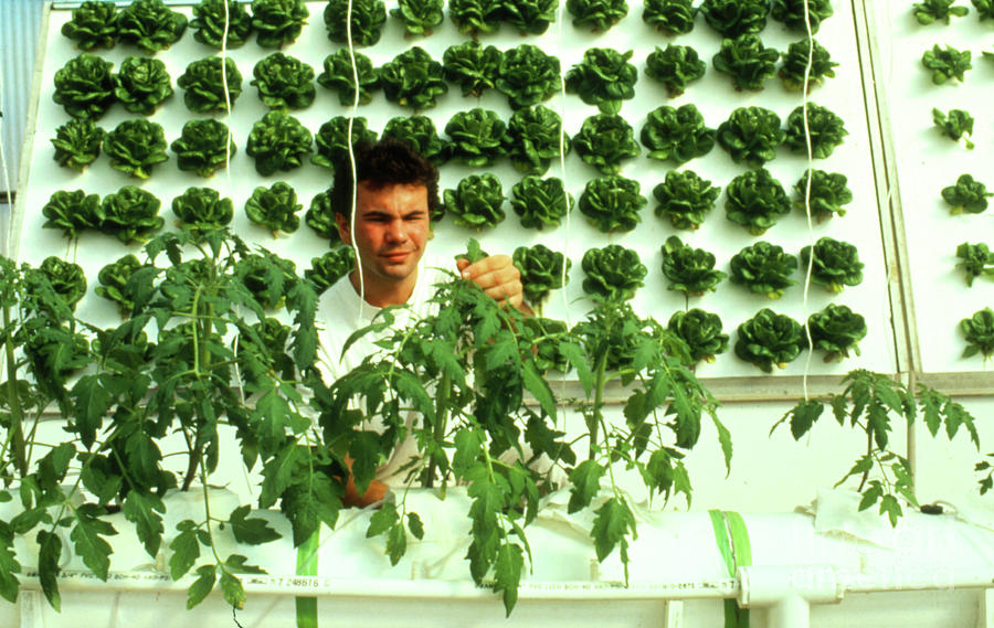 Hydroponically-grown Lettuce And Tomato Photograph By Peter Menzel ...