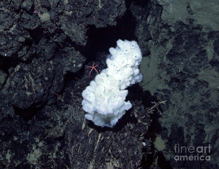 Nature Photograph - Hydrothermal Coral by B. Murton/southampton Oceanography Centre/science Photo Library