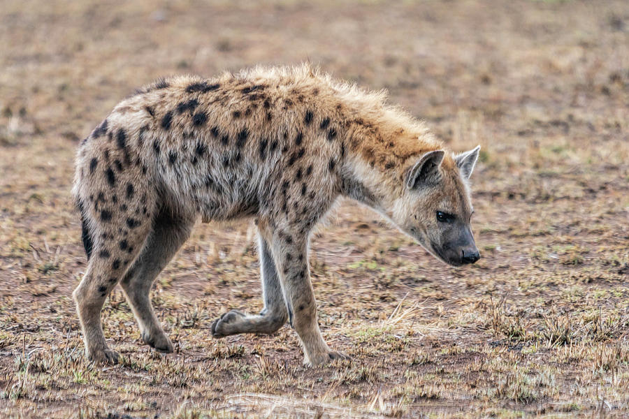 Hyena Photograph by Betty Eich