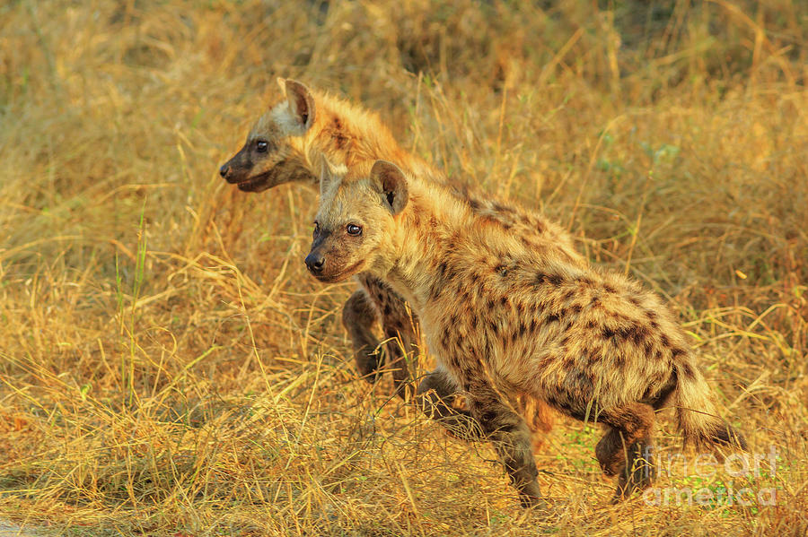 Hyena cubs Kruger Photograph by Benny Marty