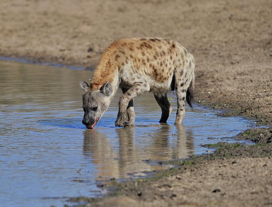Hyena Drinking Photograph by Wild Africa Nature