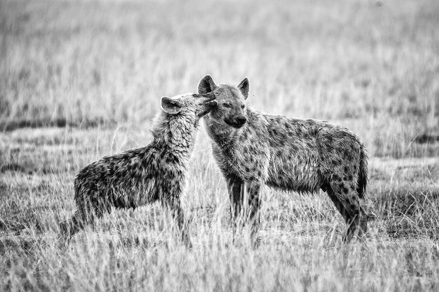 Hyena Photograph by Vedran Vidak