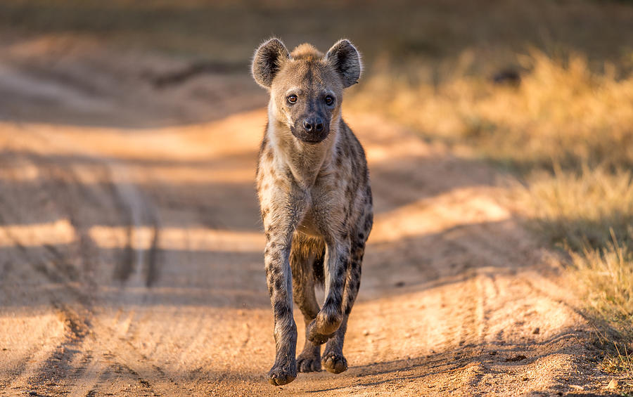 Wildlife Photograph - Hyenas Can Be Beautiful - Sort Of. by Jeffrey C. Sink