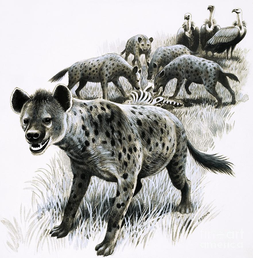 Wildlife Painting - Hyenas Feeding On A Zebra Carcas With Vultures Looking On by Rb Davis