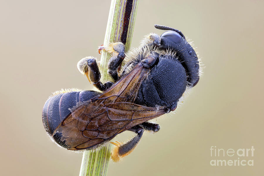 Hymenopteran Photograph by Ozgur Kerem Bulur/science Photo Library