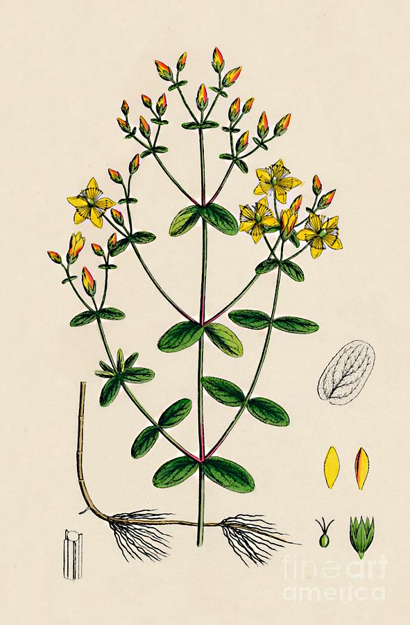 Hypericum Boeticum. Waved-leaved St Drawing by Print Collector