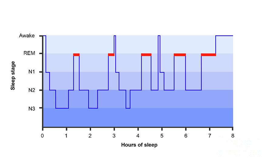 Hypnogram Of A Typical Healthy Adult Photograph by Cordelia Molloy ...