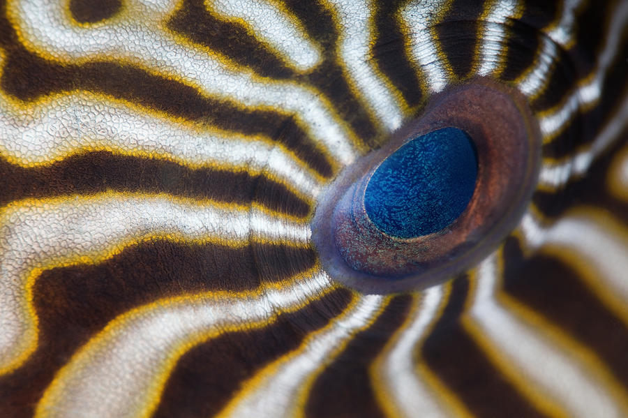 Hypnotic Eye Photograph by Andrey Narchuk