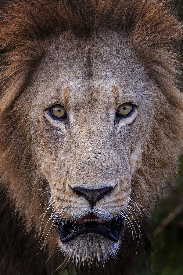 Hypnotic Stare Photograph by Ray Cooper