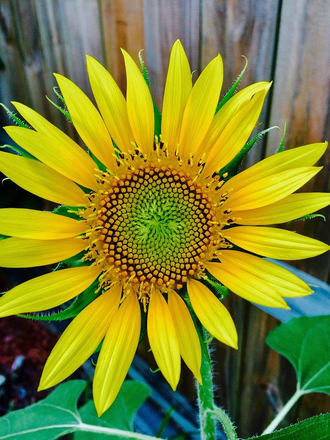 Hypnotic Sunflower Photograph by Debra Grace Addison