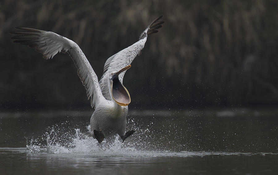 Pelican Photograph - Hysteria by C.s.tjandra