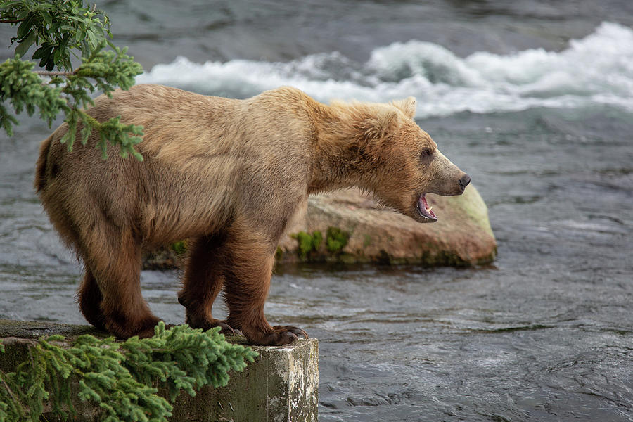 I am a big bear Photograph by Alex Mironyuk | Fine Art America