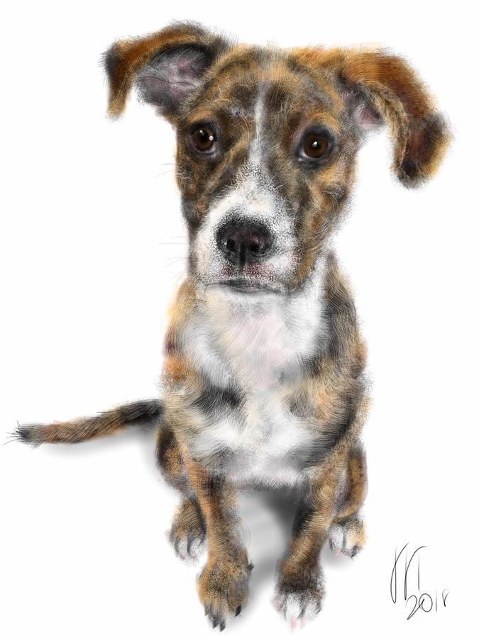 Puppy Digital Art - I Am All Ears by Lois Ivancin Tavaf