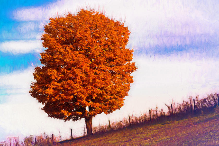 Tree Photograph - I Am Autumn by Jim Love