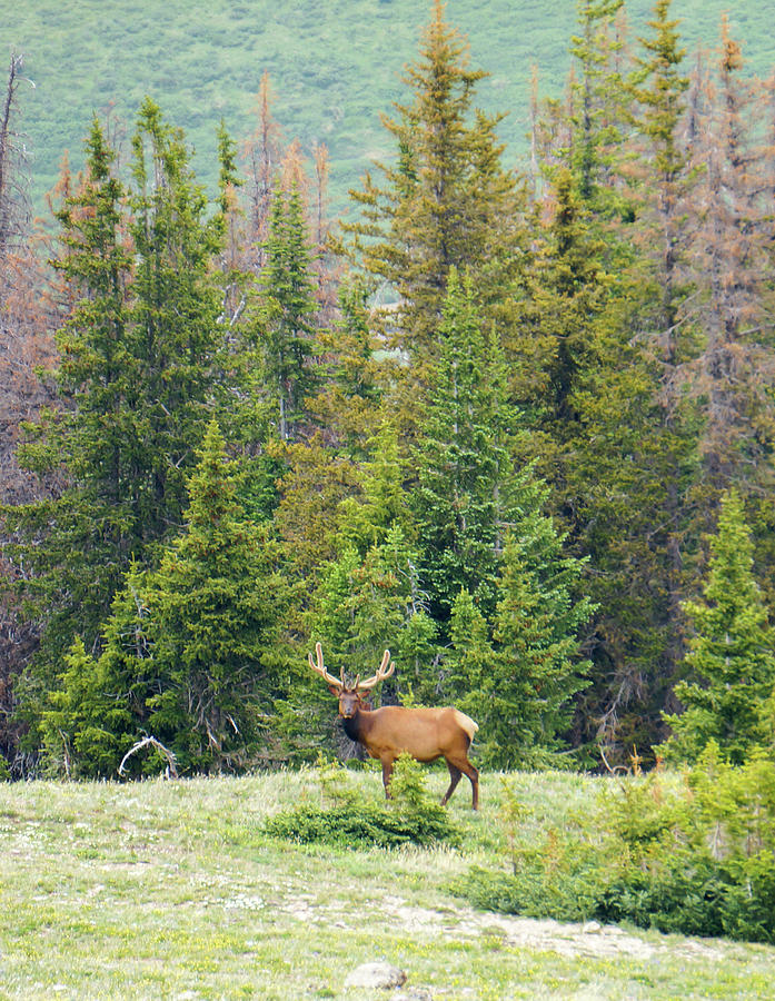 I am Elk 1 Photograph by Richard A Brown